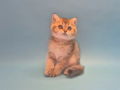Котенок Elian (Элиан)