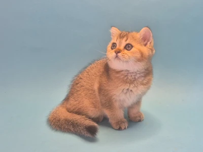 Котенок Evredika (Эвредика)