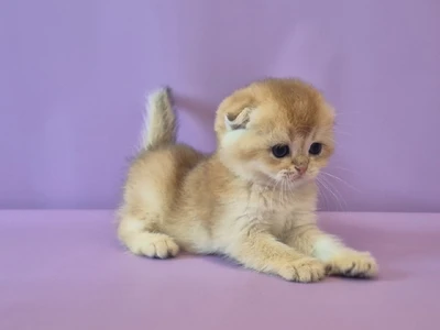 Котенок Folk (Фолк)