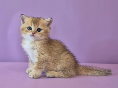 Котенок Fayton (Фэйтон)