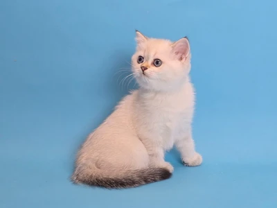 Котенок Gioconda (Джоконда)